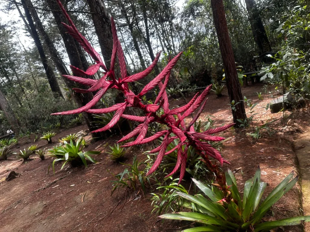 EPM protege Arví con inversión ambiental y restauración hídrica