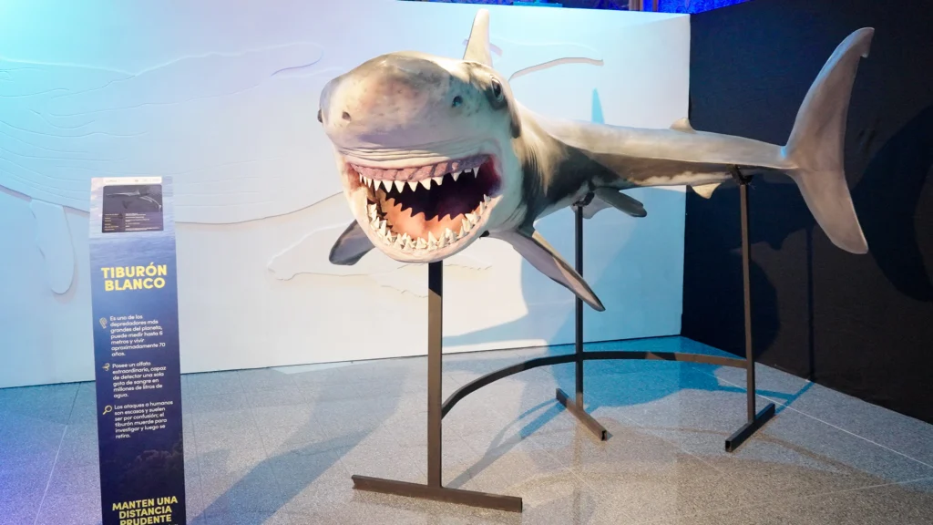 Exposición de tiburones llega a Medellín