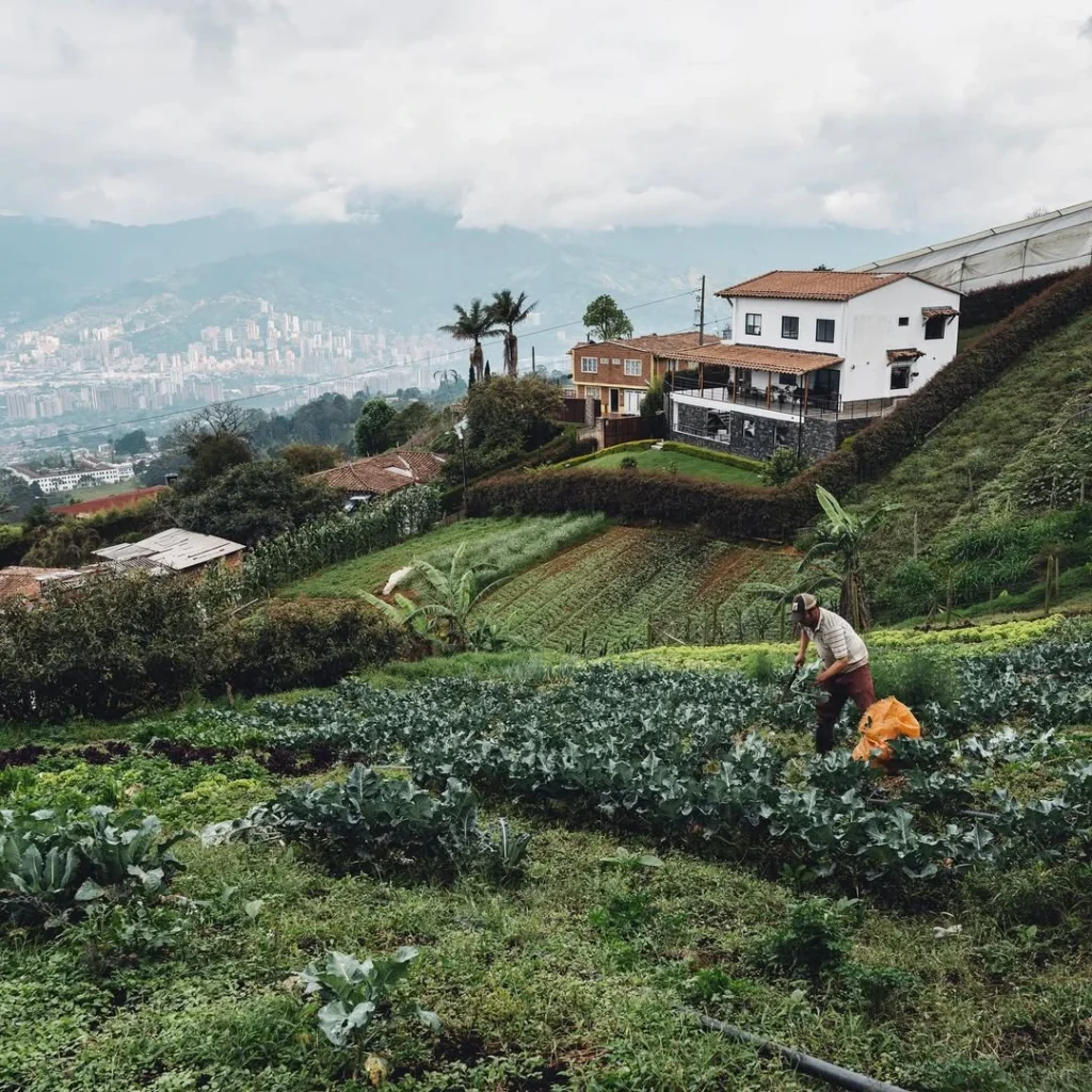 Idílico fortalece alta cocina con insumos locales en Medellín