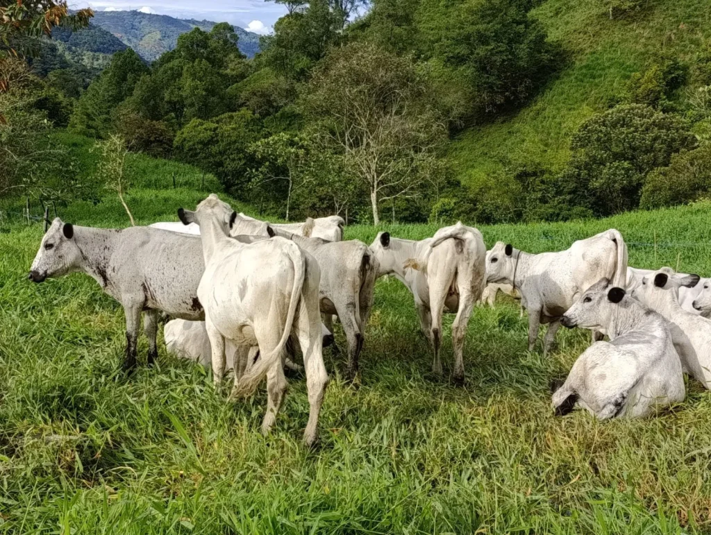 Antioquia fortalece la ganadería con inversión de $20.000 millones