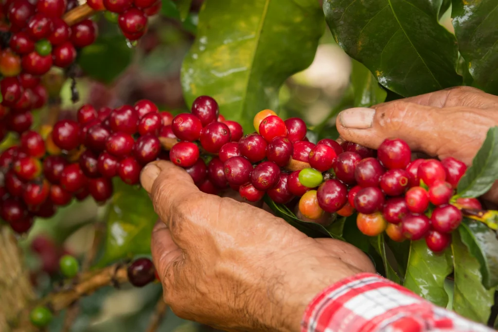 Antioquia alerta por futuro del Fondo Nacional del Café