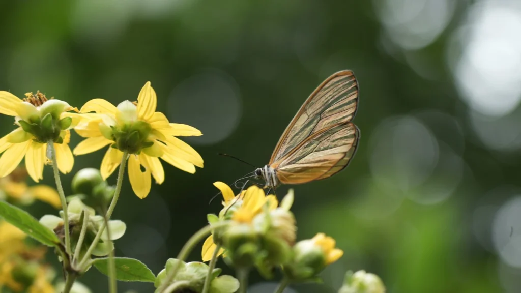Medellín pagará por conservar la biodiversidad